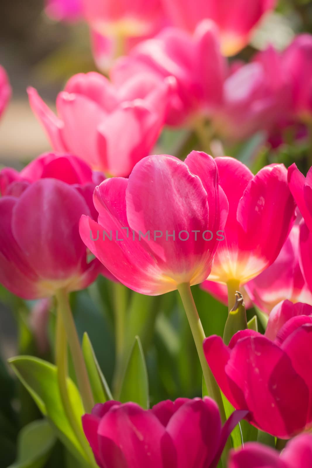 Beautiful bouquet of tulips. colorful tulips. nature background