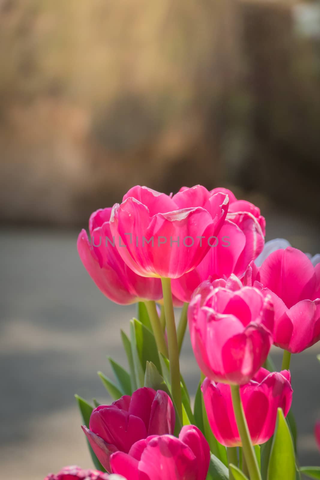 Beautiful bouquet of tulips. colorful tulips. nature background by teerawit