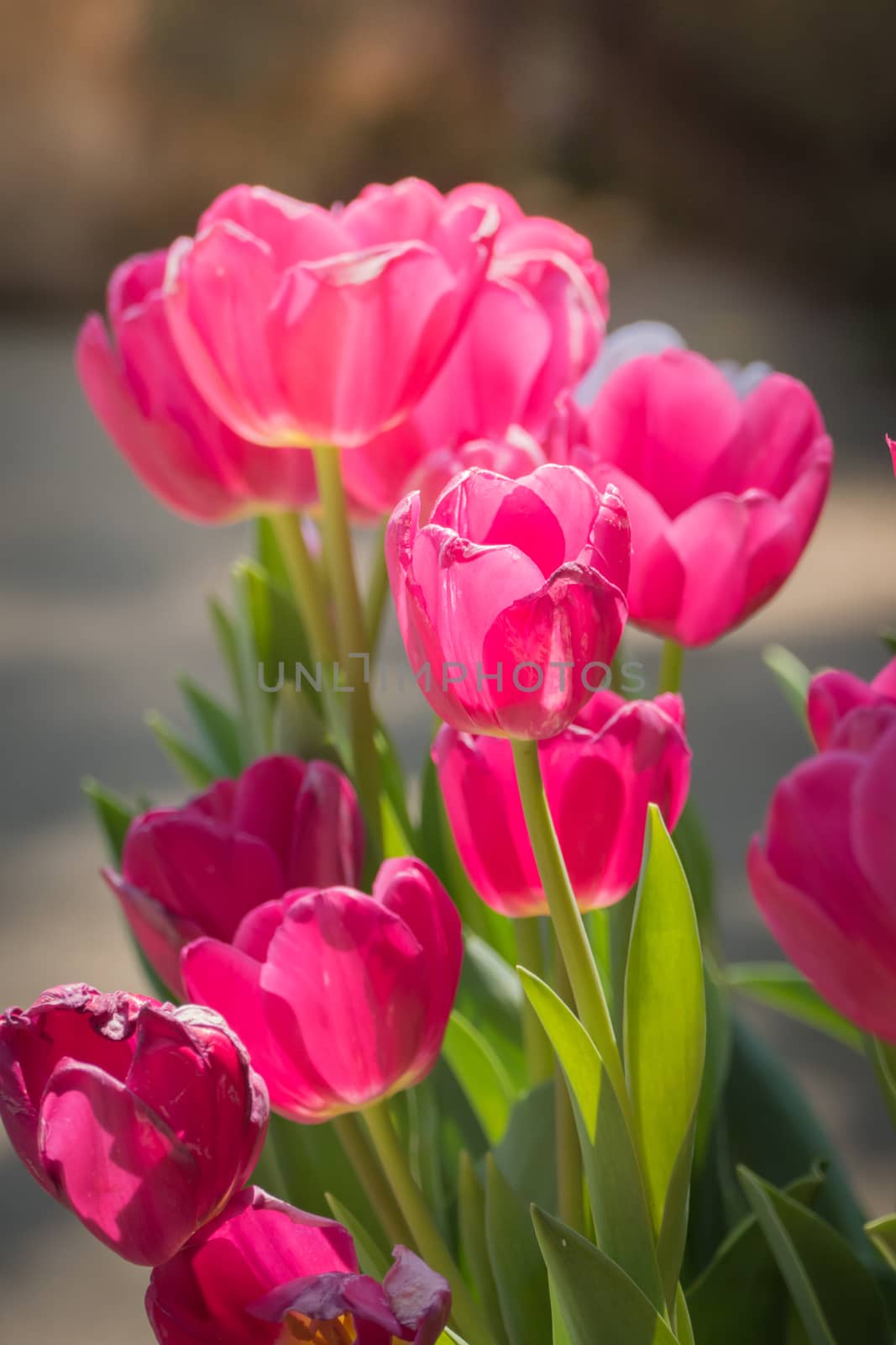 Beautiful bouquet of tulips. colorful tulips. nature background