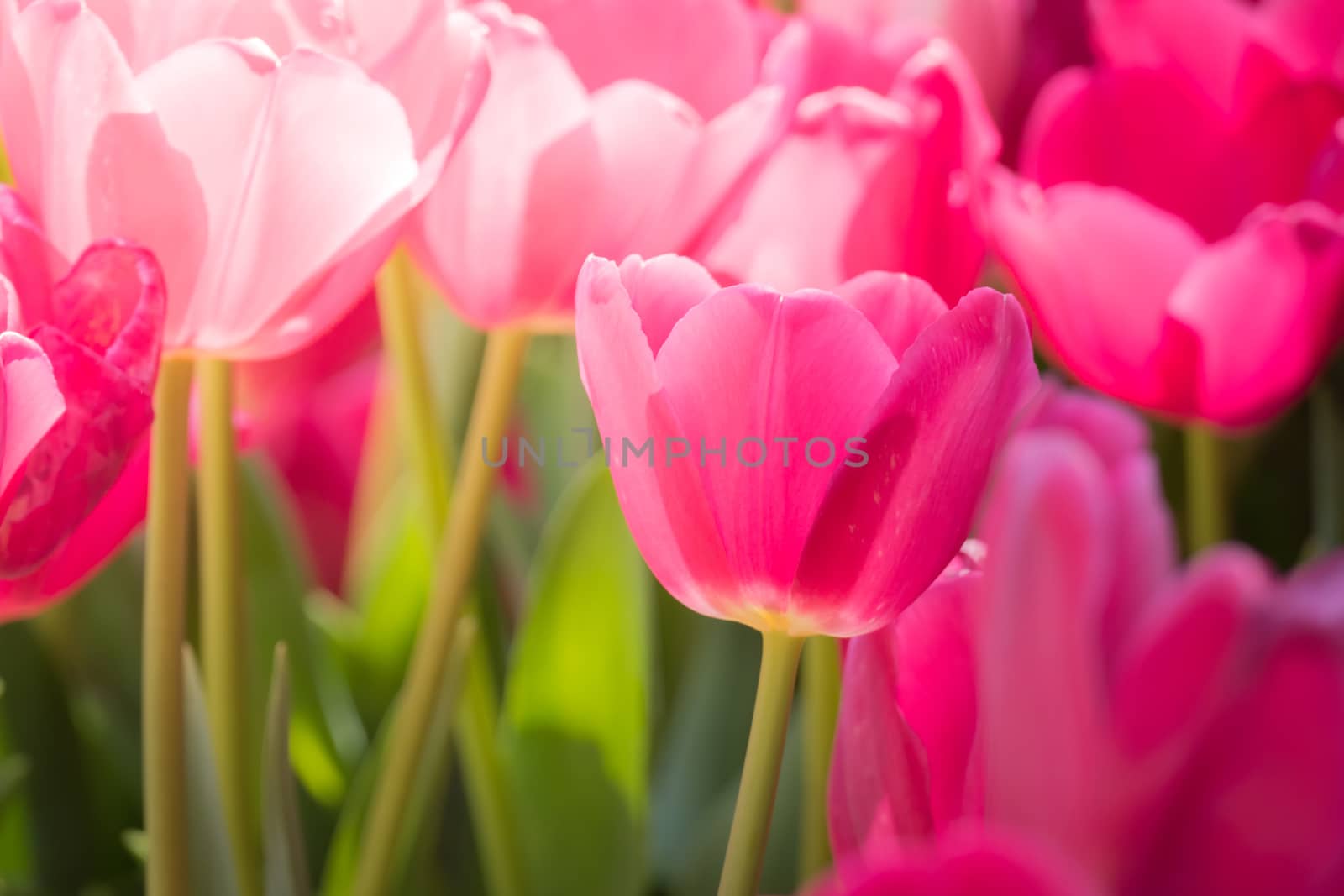 Beautiful bouquet of tulips. colorful tulips. nature background by teerawit