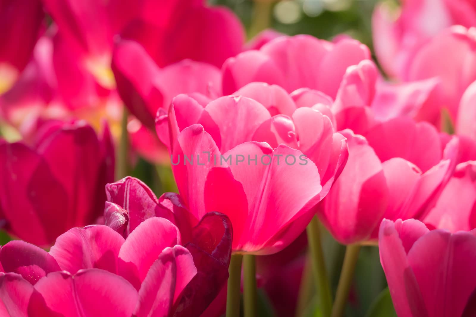 Beautiful bouquet of tulips. colorful tulips. nature background