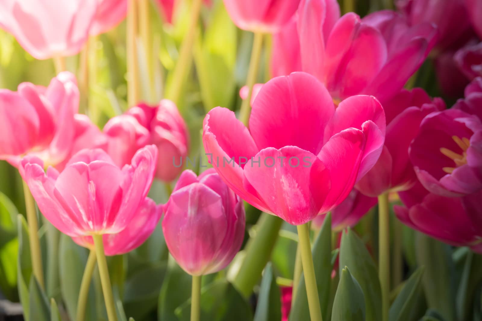 Beautiful bouquet of tulips. colorful tulips. nature background by teerawit