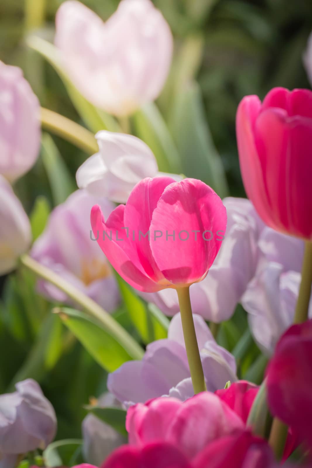 Beautiful bouquet of tulips. colorful tulips. nature background