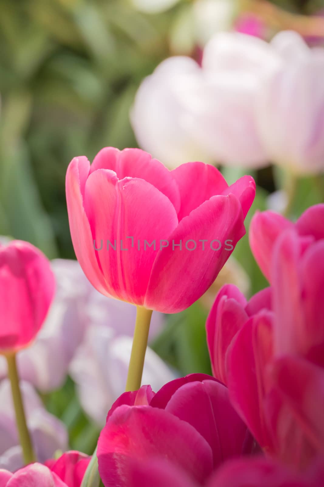 Beautiful bouquet of tulips. colorful tulips. nature background by teerawit