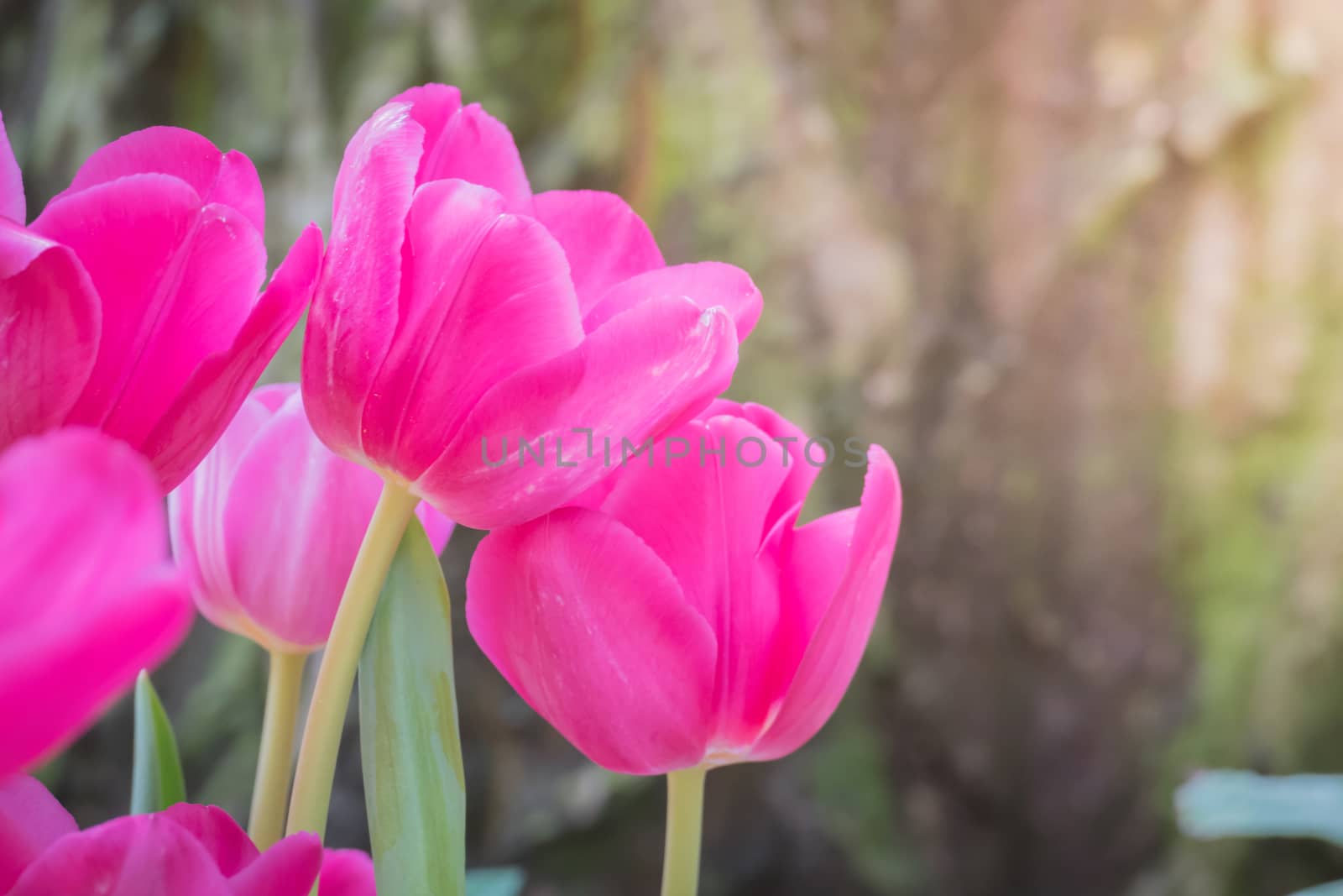 Beautiful bouquet of tulips. colorful tulips. nature background