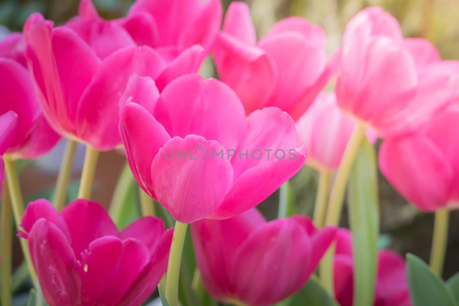 Beautiful bouquet of tulips. colorful tulips. nature background