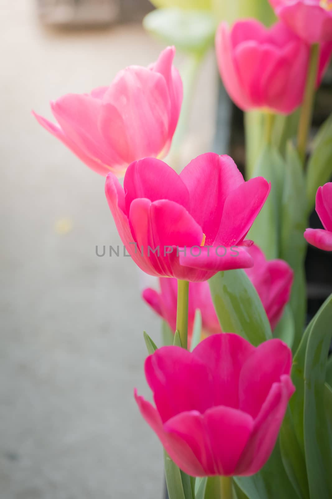 Beautiful bouquet of tulips. colorful tulips. nature background by teerawit