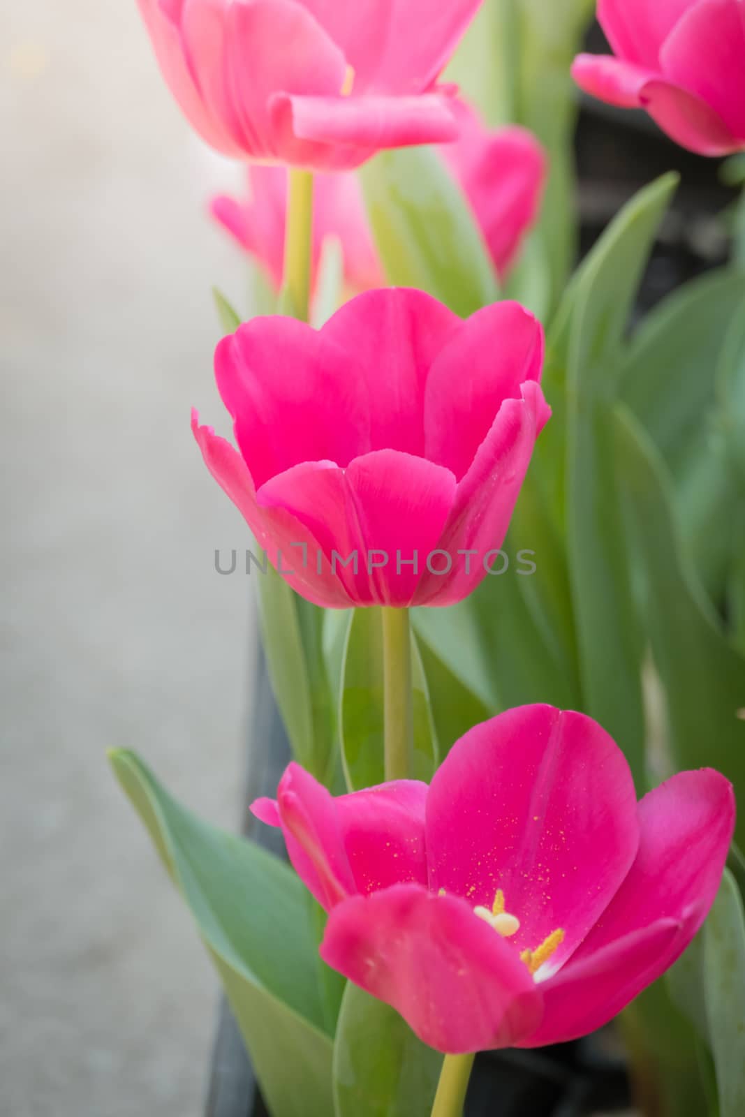 Beautiful bouquet of tulips. colorful tulips. nature background by teerawit