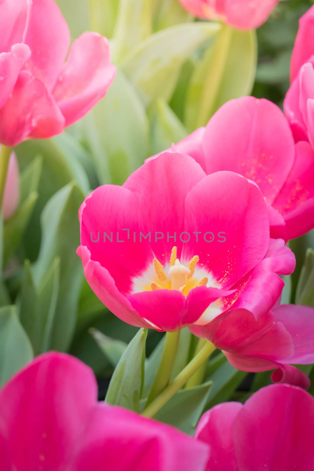 Beautiful bouquet of tulips. colorful tulips. nature background by teerawit