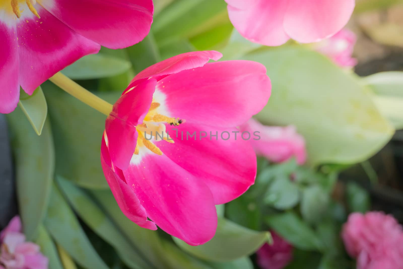 Beautiful bouquet of tulips. colorful tulips. nature background by teerawit