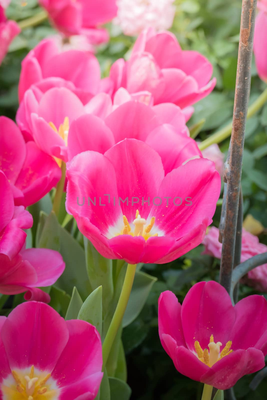 Beautiful bouquet of tulips. colorful tulips. nature background by teerawit