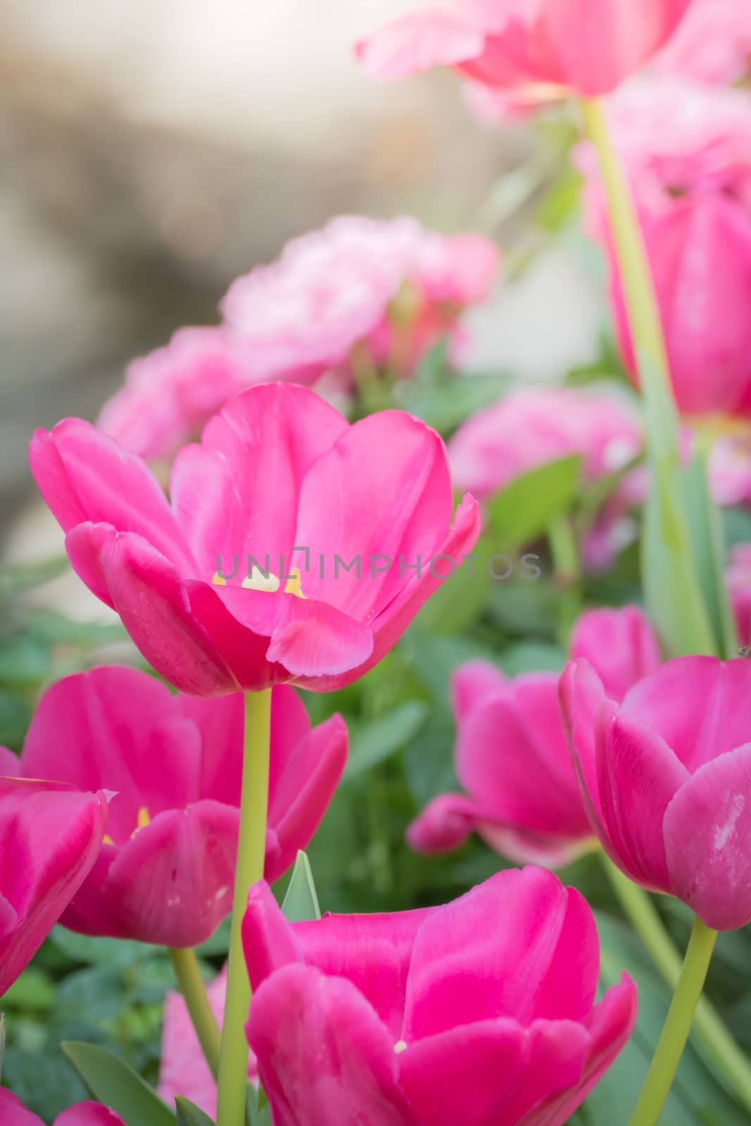 Beautiful bouquet of tulips. colorful tulips. nature background by teerawit