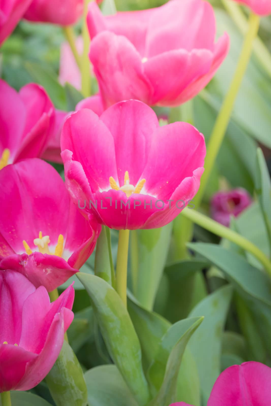 Beautiful bouquet of tulips. colorful tulips. nature background by teerawit