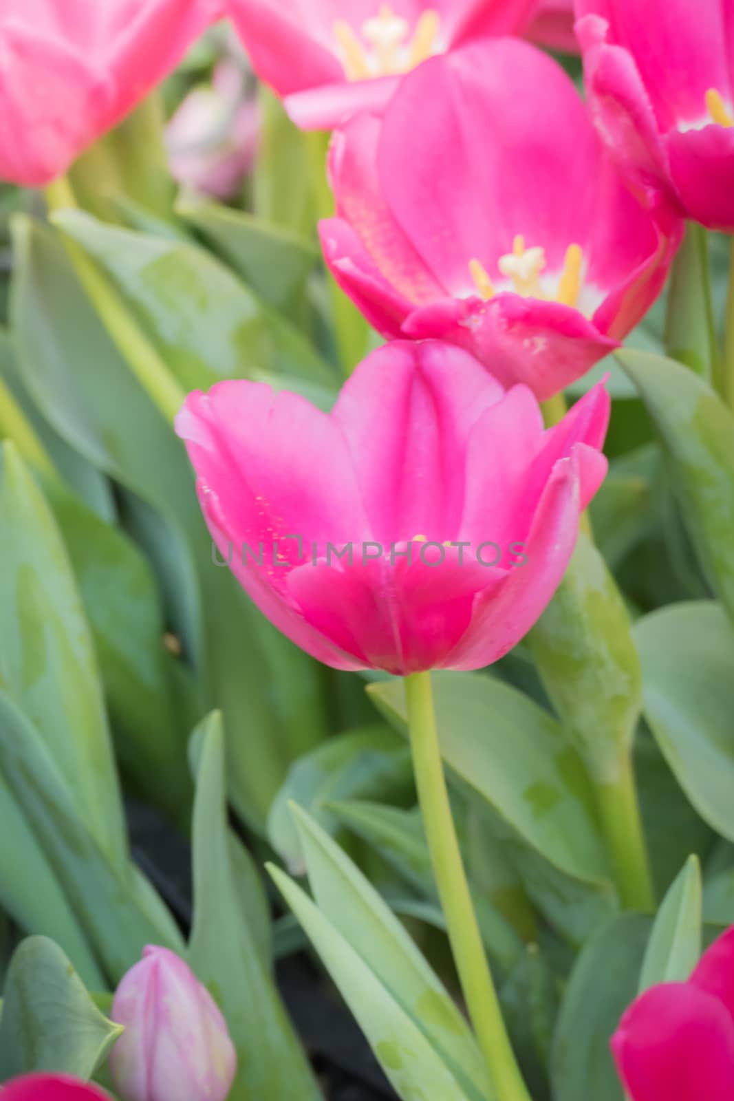 Beautiful bouquet of tulips. colorful tulips. nature background by teerawit