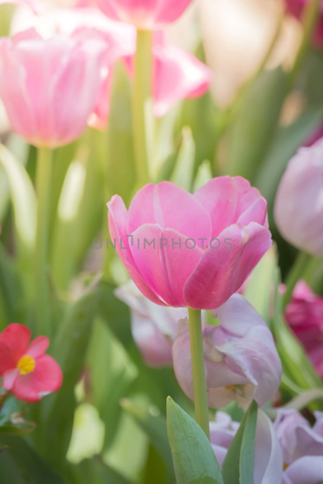 The background image of the colorful flowers by teerawit