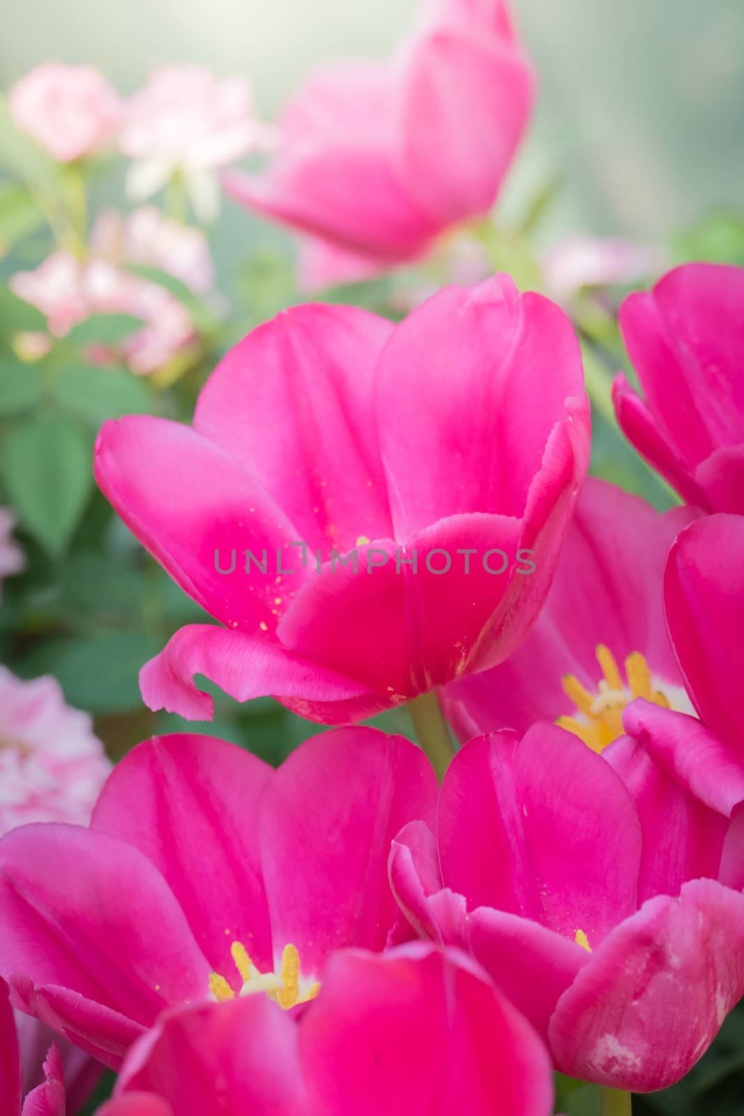 Beautiful bouquet of tulips. colorful tulips. nature background by teerawit