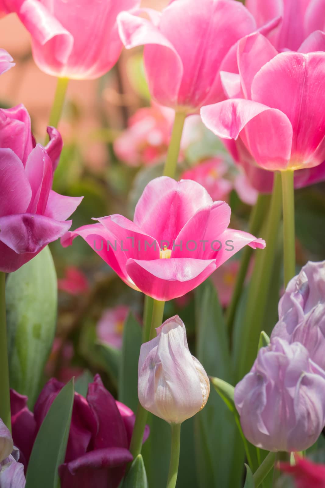 Beautiful bouquet of tulips. colorful tulips. nature background