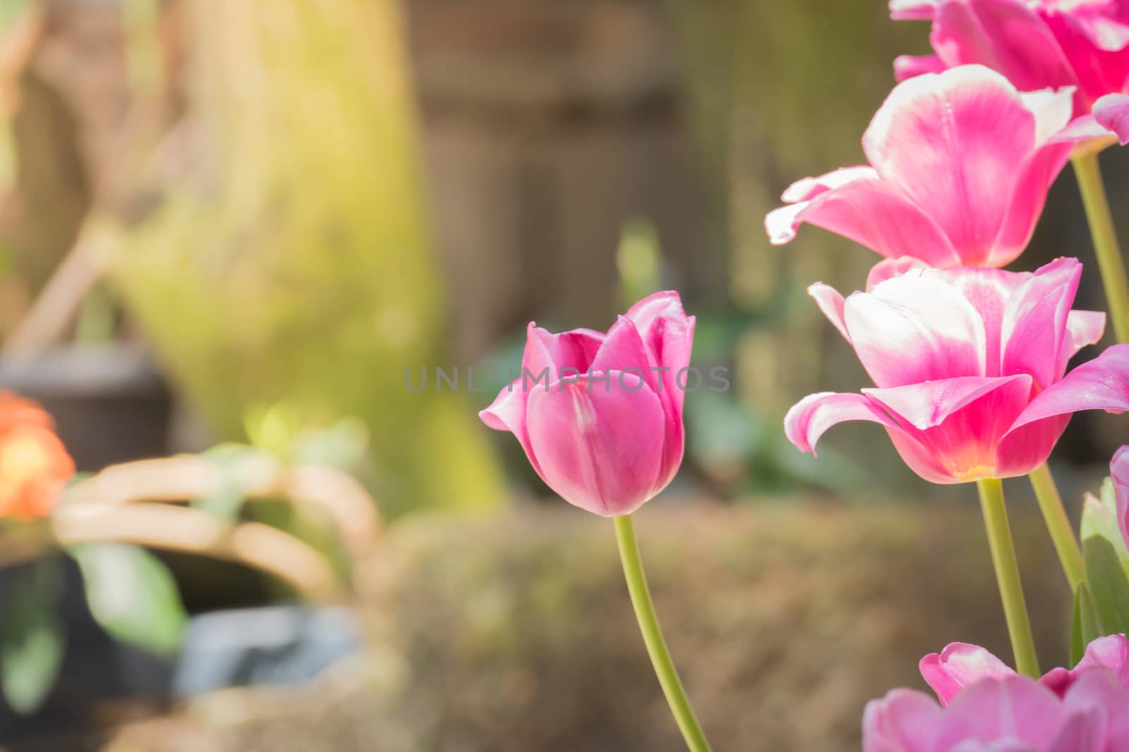 Beautiful bouquet of tulips. colorful tulips. nature background by teerawit