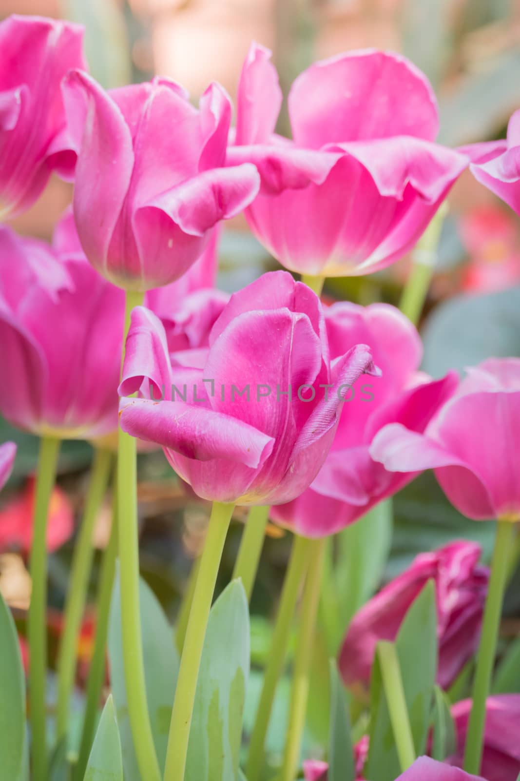 Beautiful bouquet of tulips. colorful tulips. nature background by teerawit