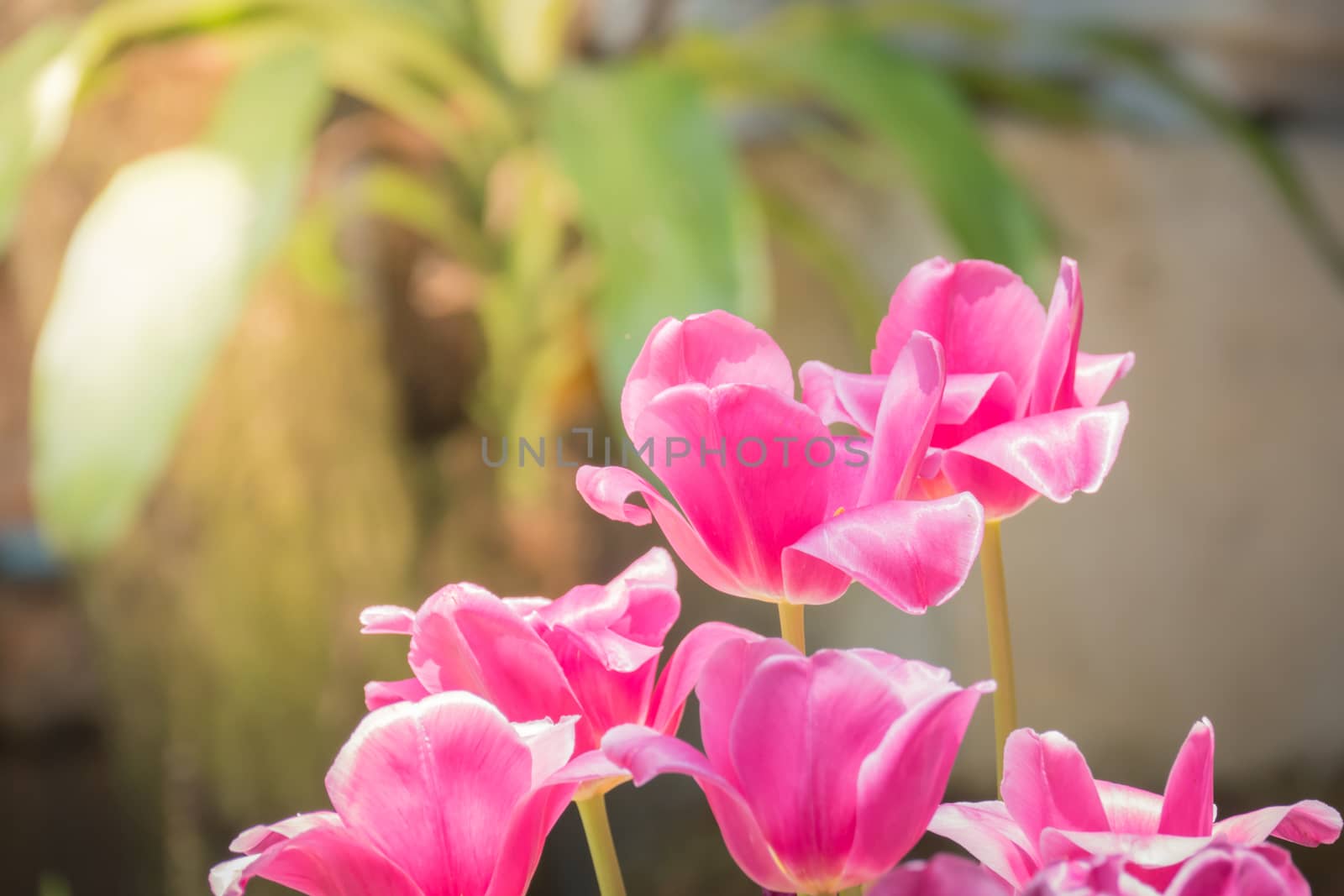 Beautiful bouquet of tulips. colorful tulips. nature background by teerawit