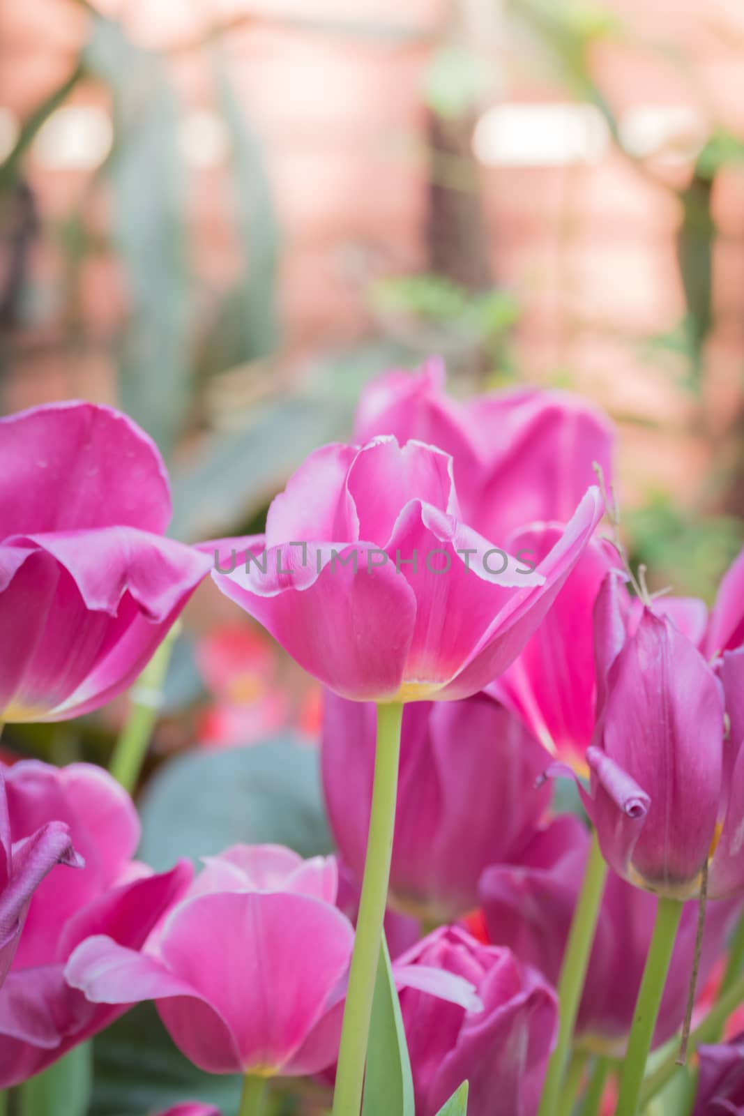 Beautiful bouquet of tulips. colorful tulips. nature background