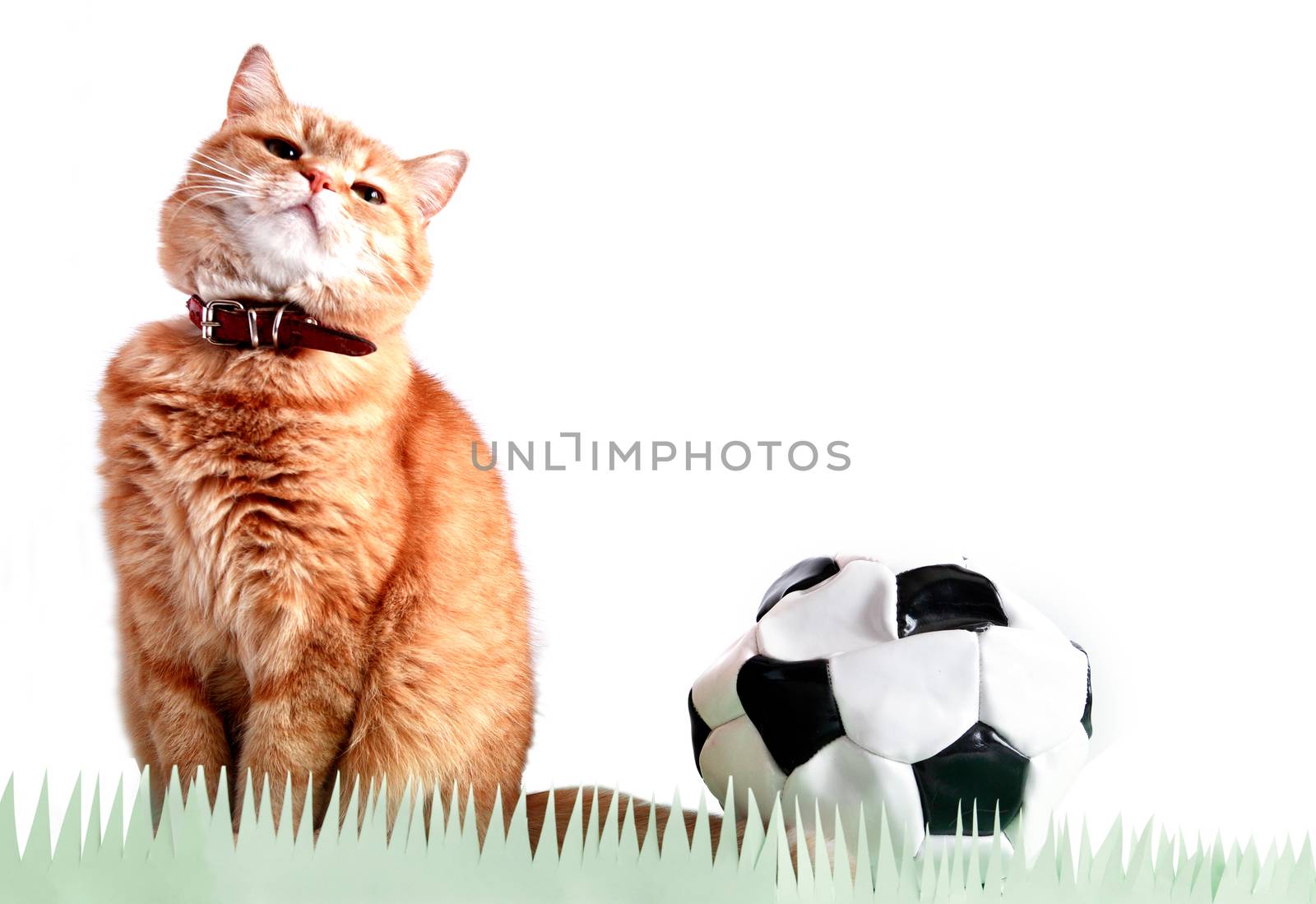 Ginger domestic cat near blown out the ball against white background