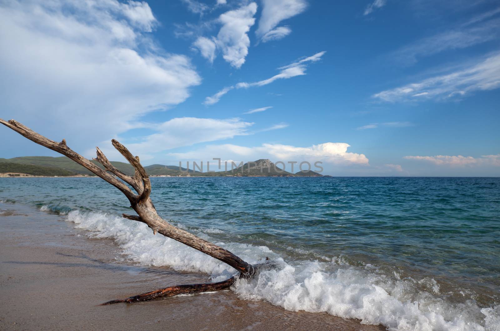 An old tree branch being tossed by the sea waves on shore.