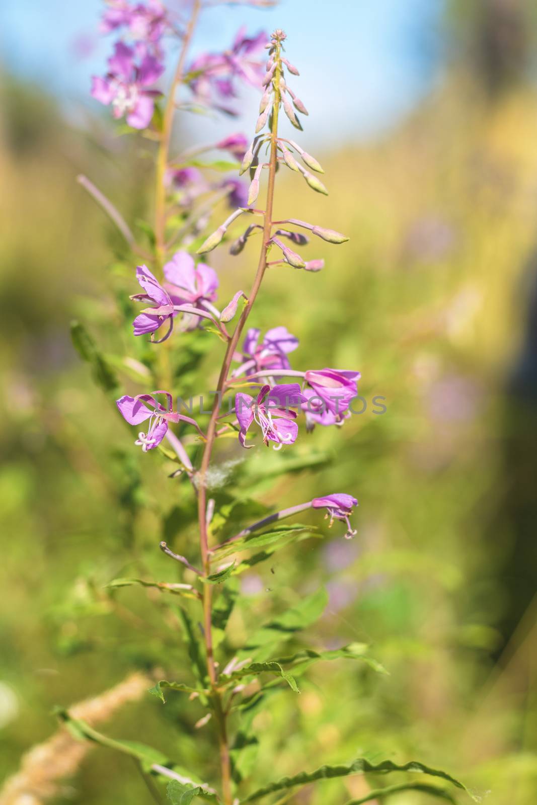 Green juicy grass and gentle violet flowers in the field on a sunny day. Shallow depth of field