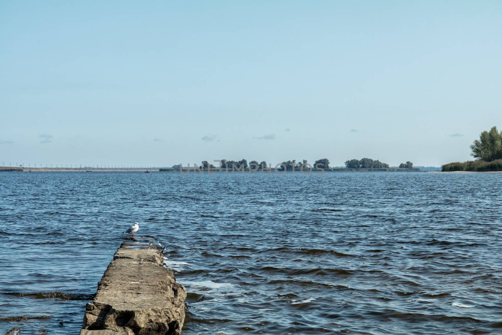 Amazing river landscape. Boundless water space. Larus herring gull on stone near water.
