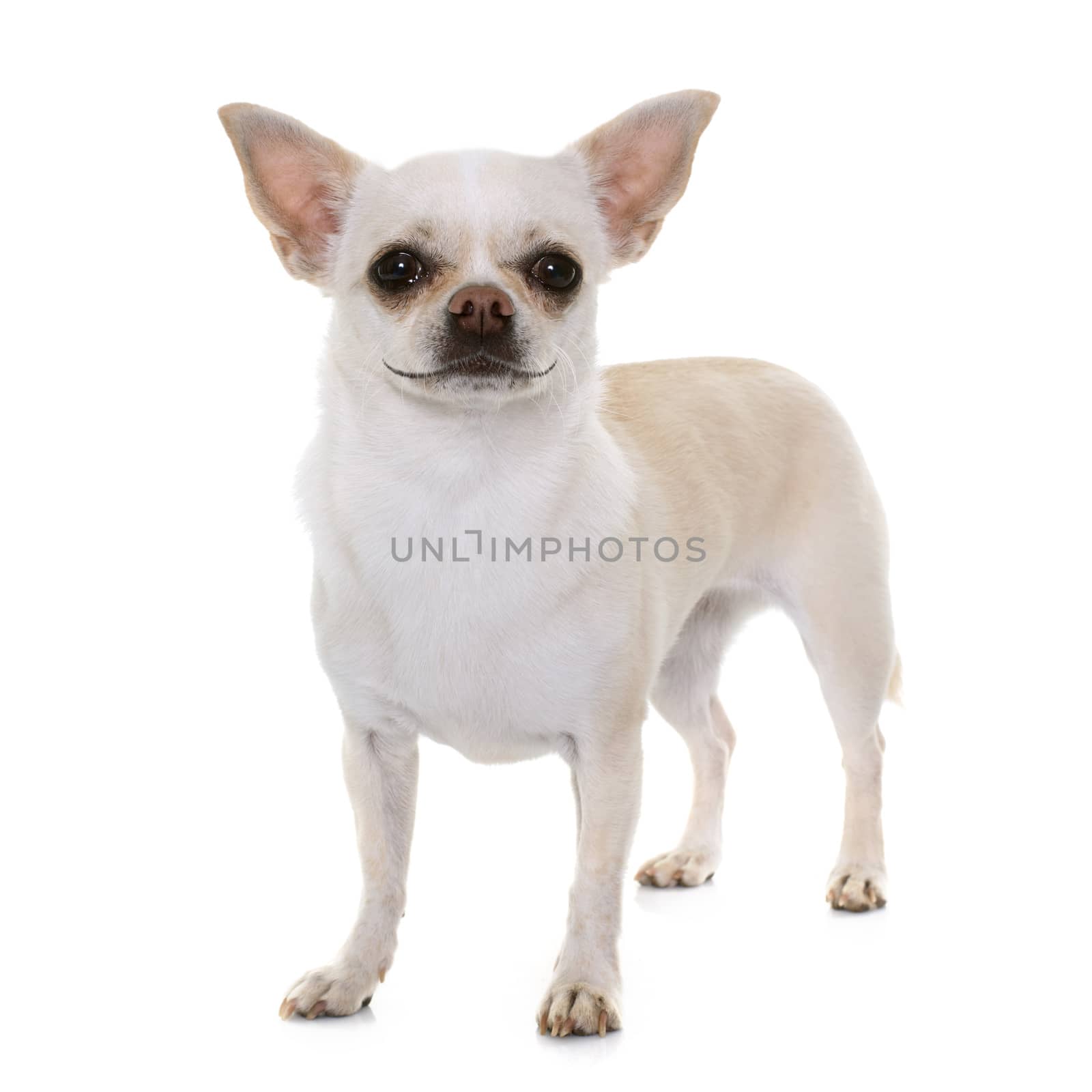 white chihuahua in front of white background
