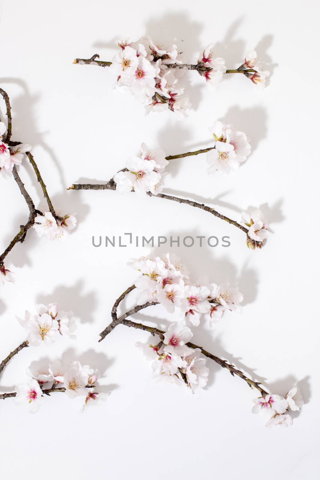 almond tree branch isolated on a white background.