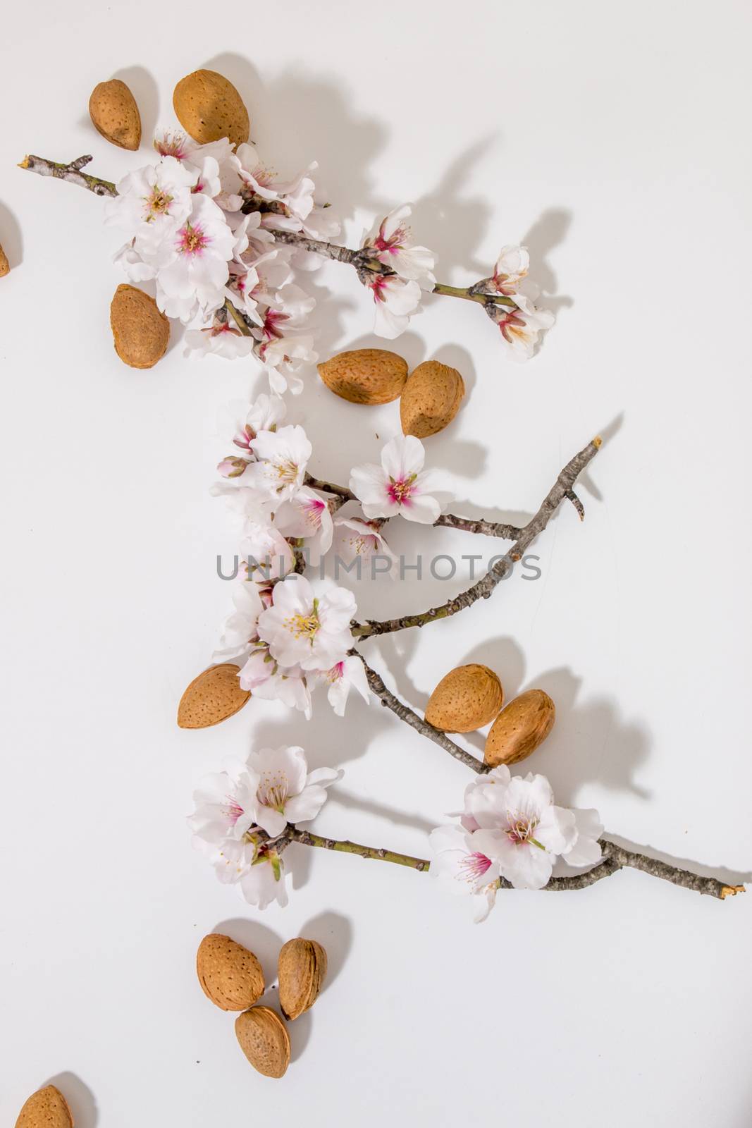 almond tree branch with almonds isolated on a white background.