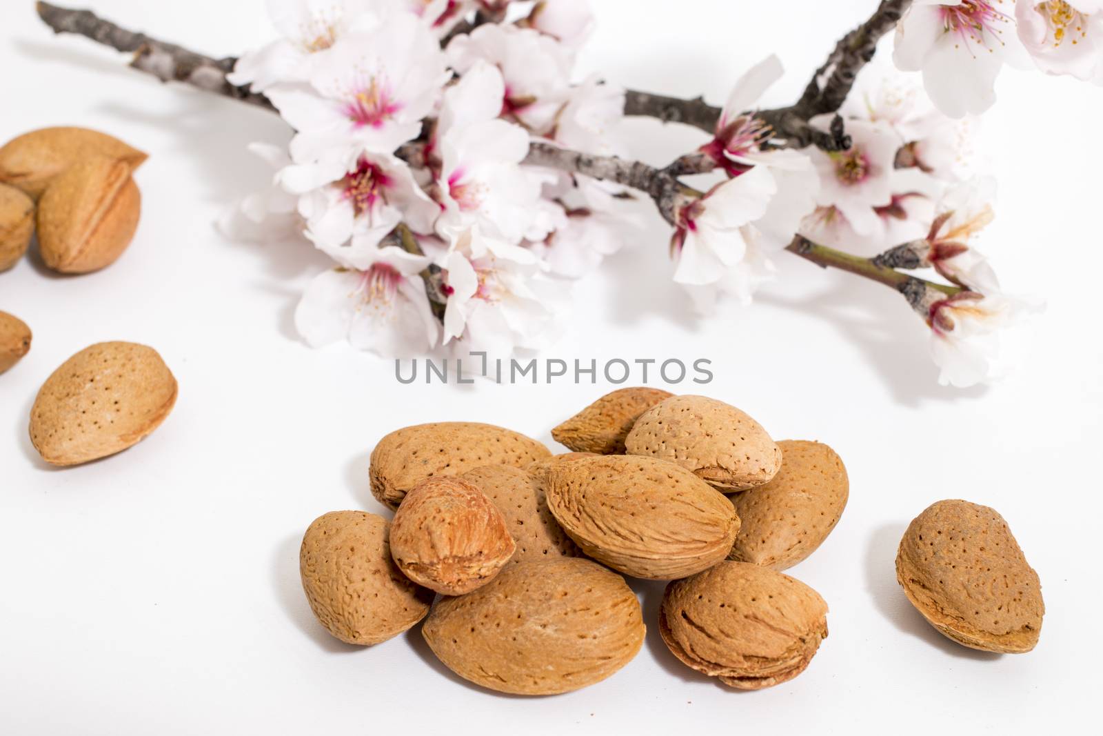 almond tree branch with almonds isolated on a white background.