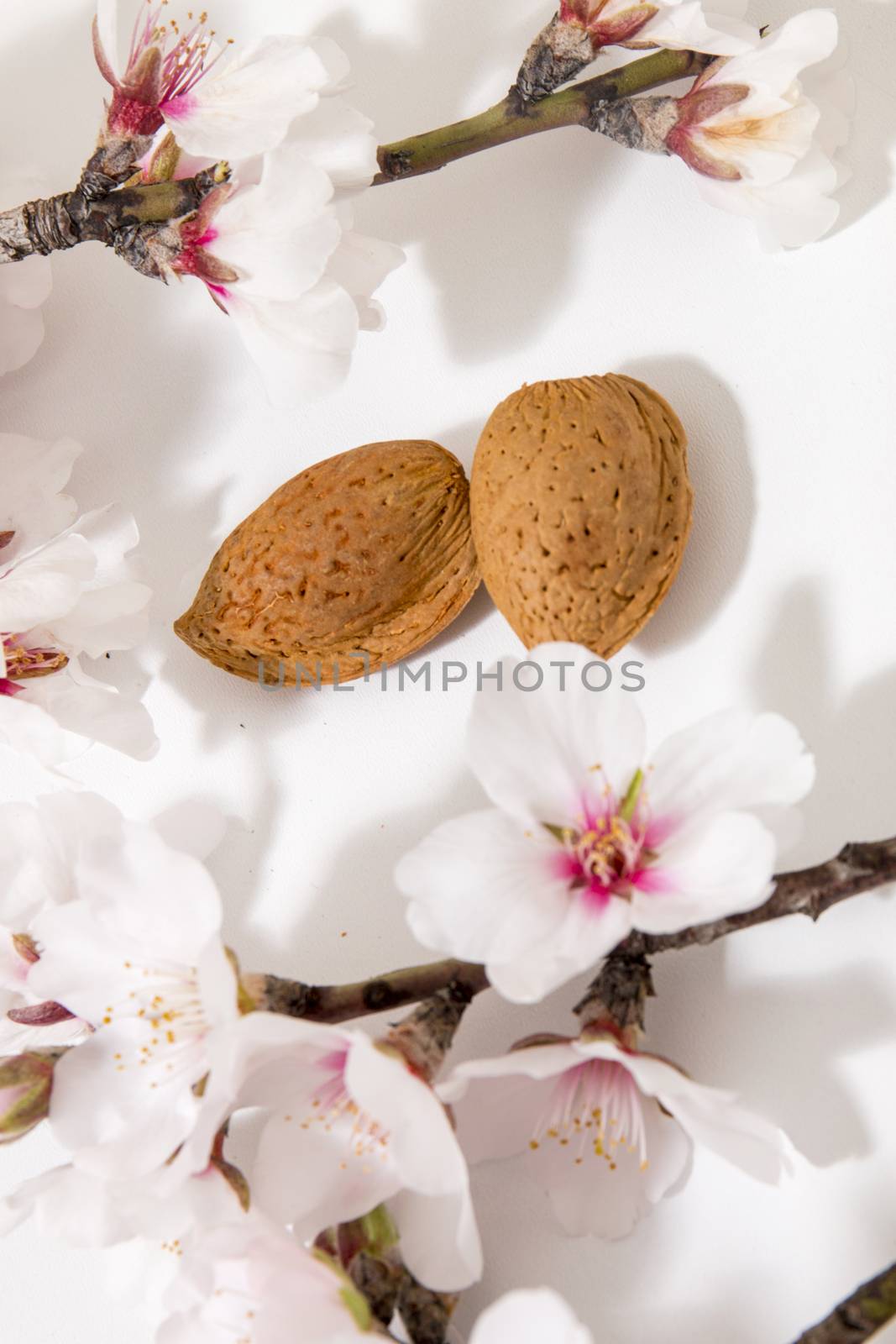 almond tree branch with almonds isolated on a white background.