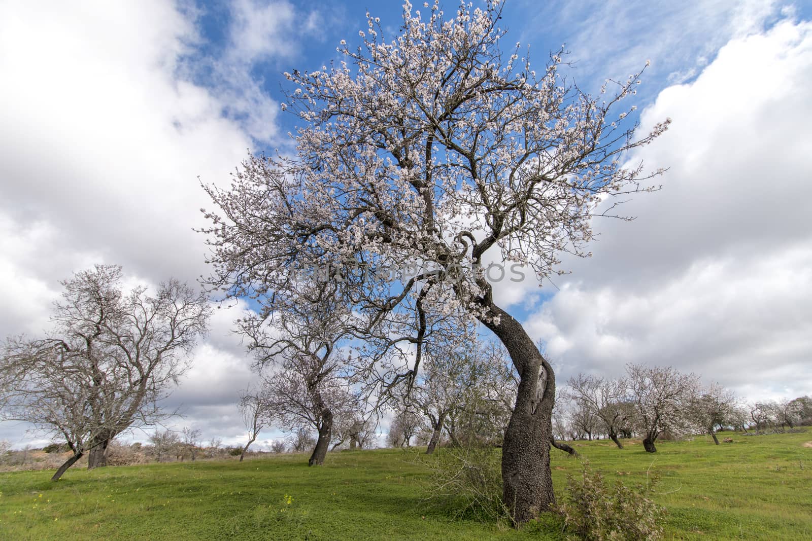 Beautiful almond trees on the countryside, located on the Algarve region, Portugal.