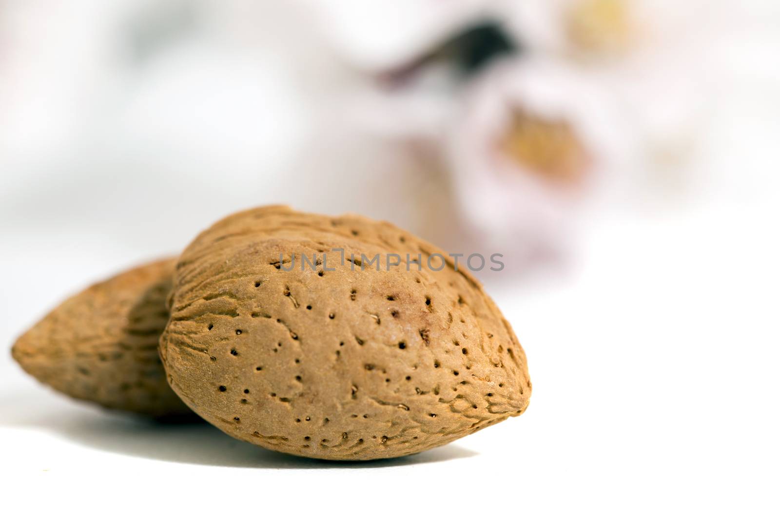 almond tree branch with almonds isolated on a white background.