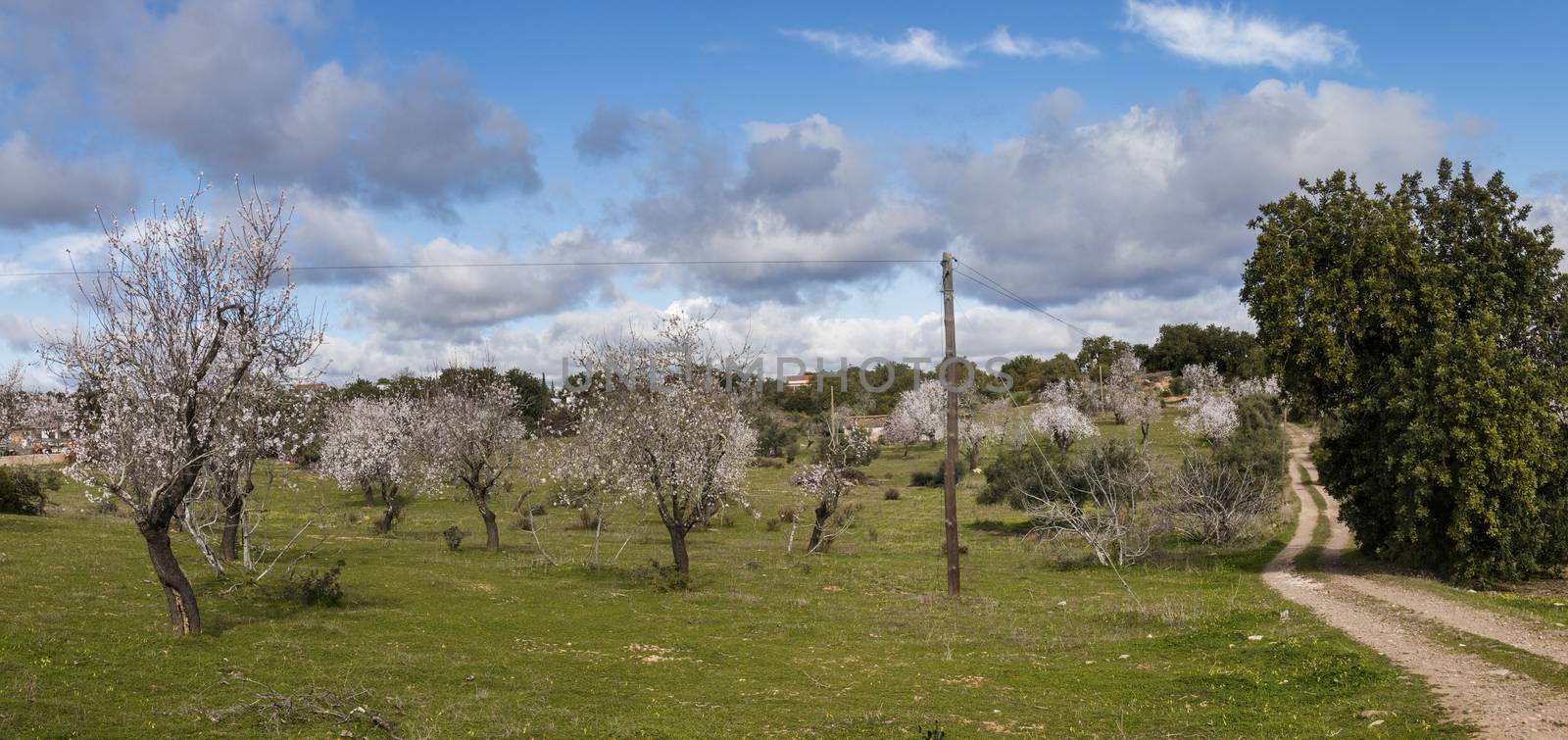 Beautiful almond trees on the countryside, located on the Algarve region, Portugal.