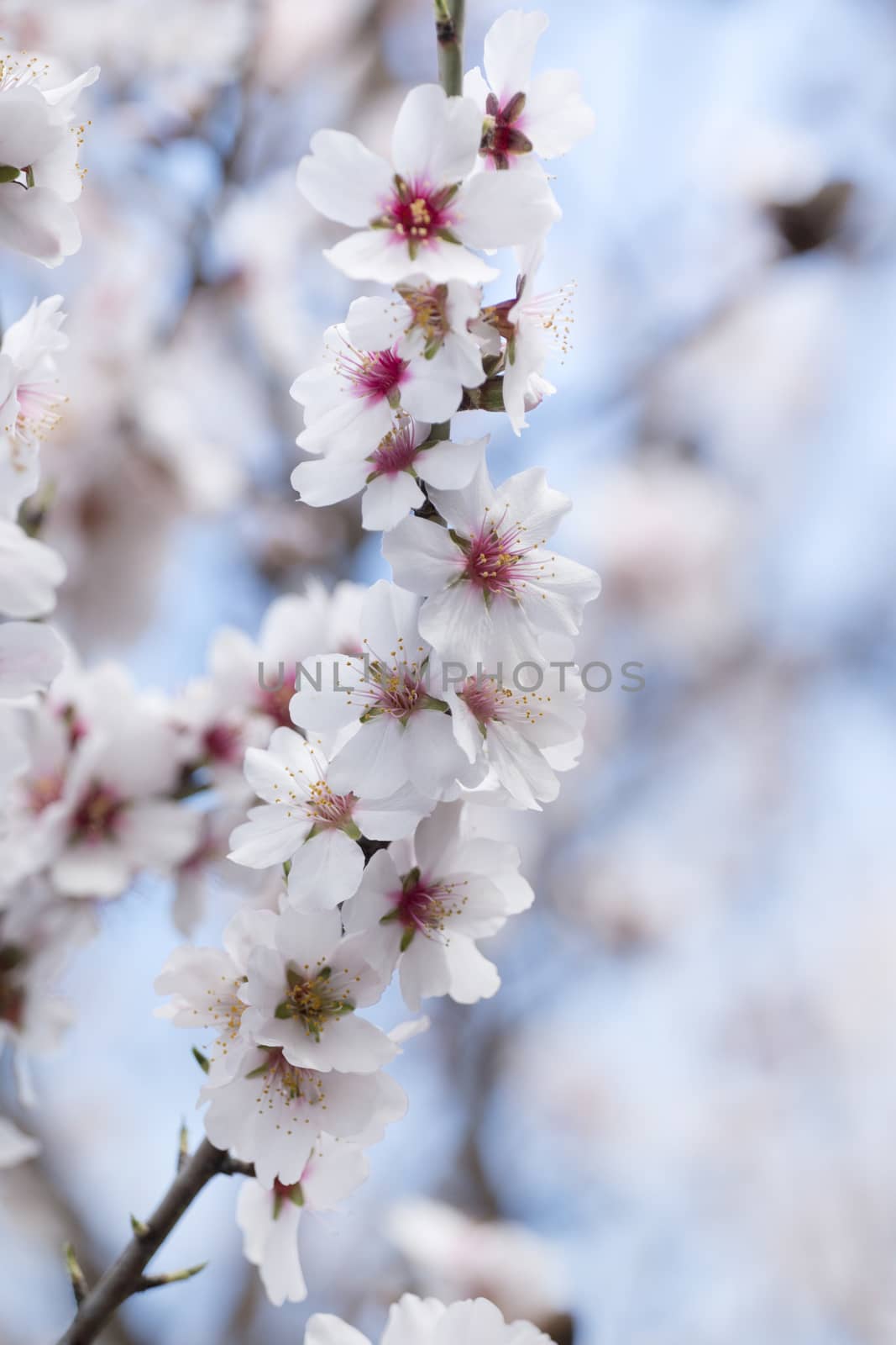 Beautiful almond trees on the countryside, located on the Algarve region, Portugal.