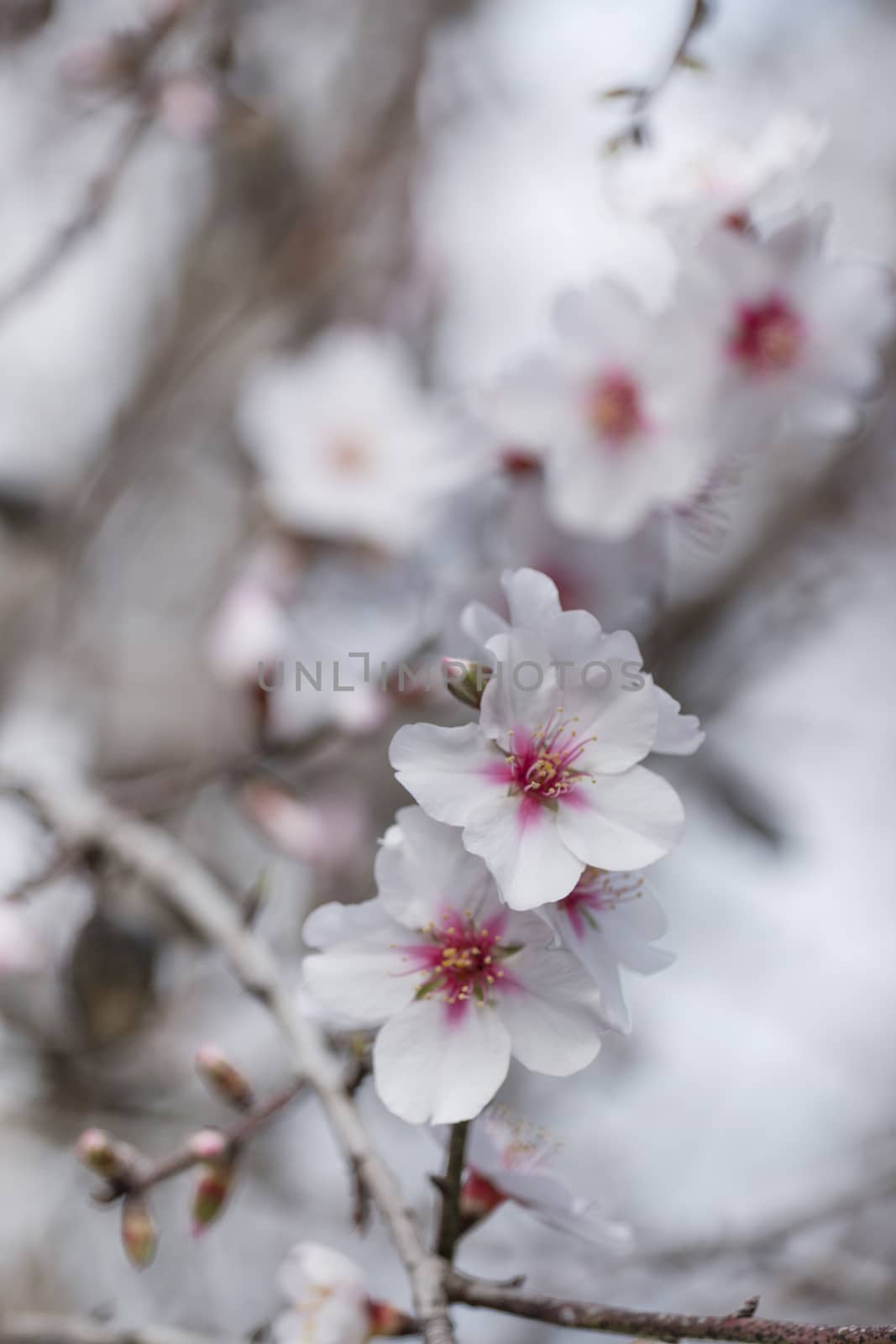 Beautiful almond trees on the countryside, located on the Algarve region, Portugal.