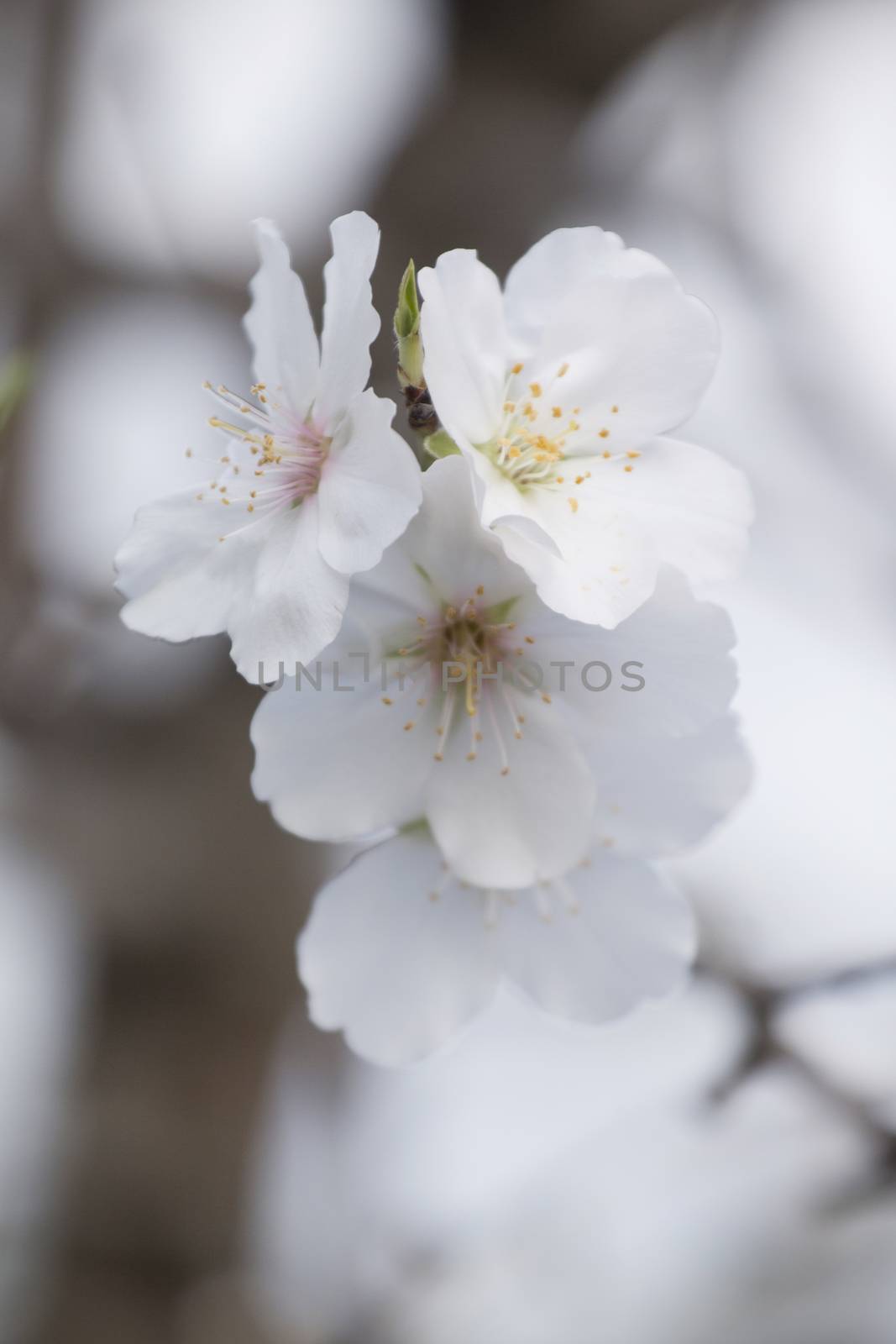 Beautiful almond trees by membio