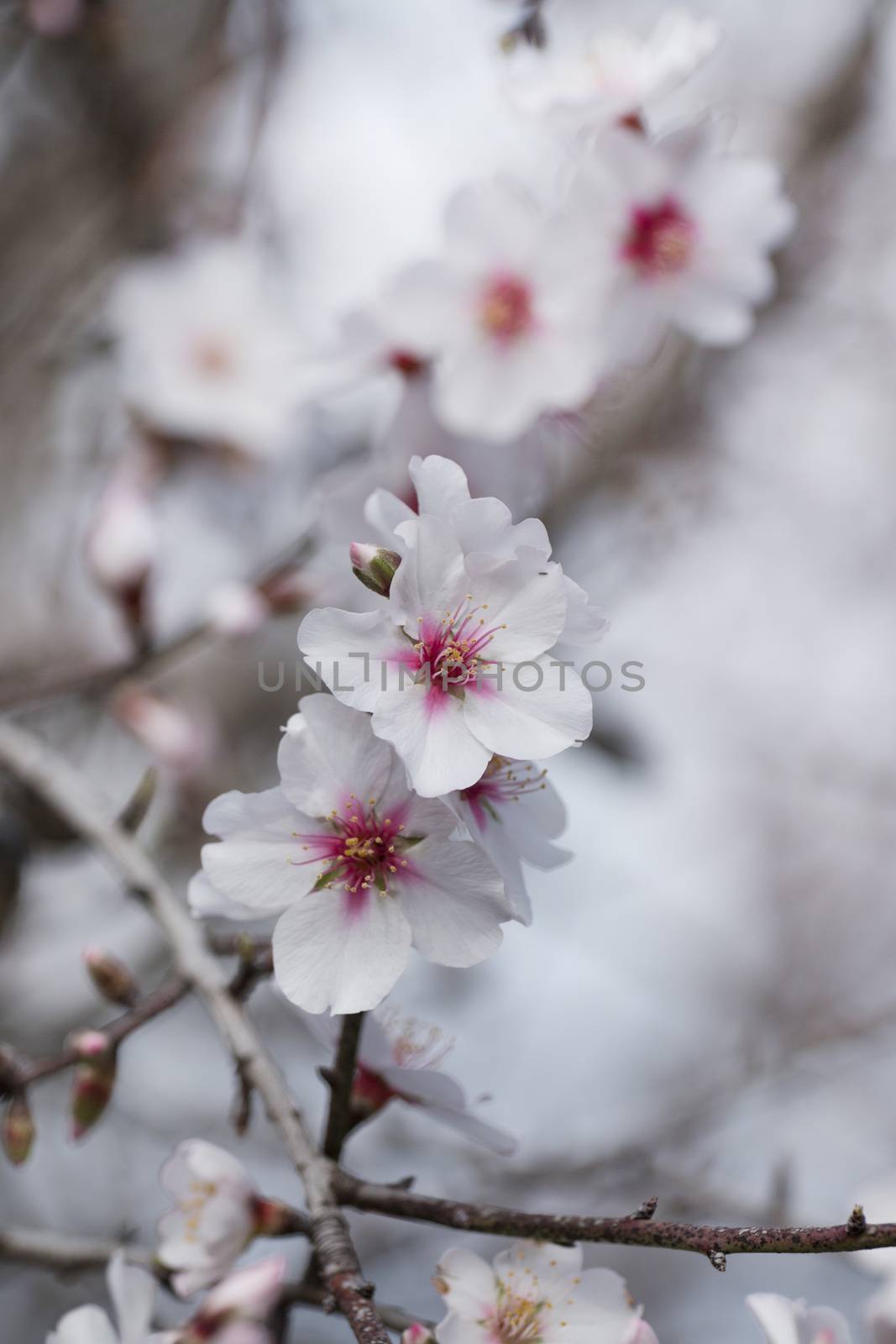 Beautiful almond trees on the countryside, located on the Algarve region, Portugal.