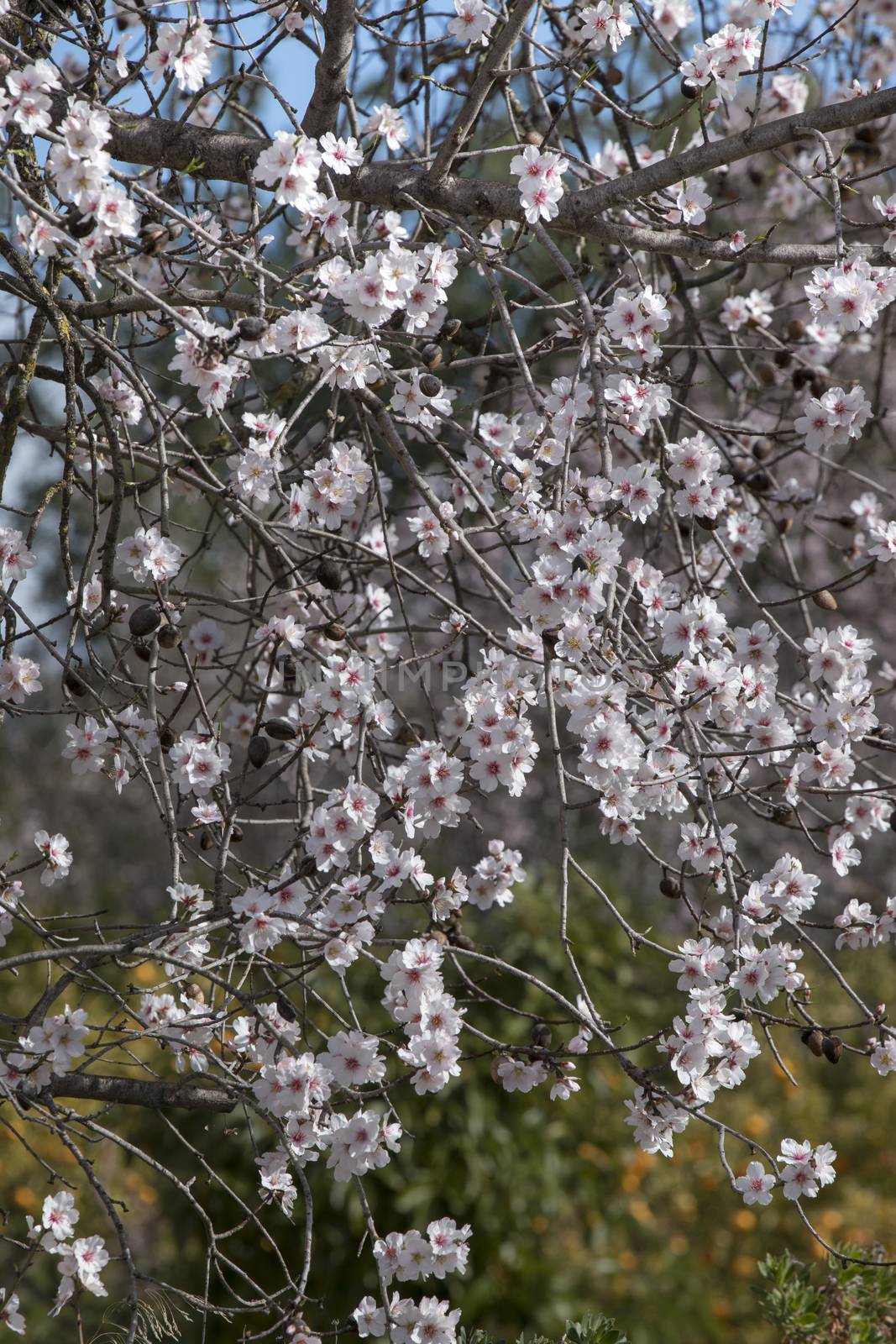 Beautiful almond trees by membio