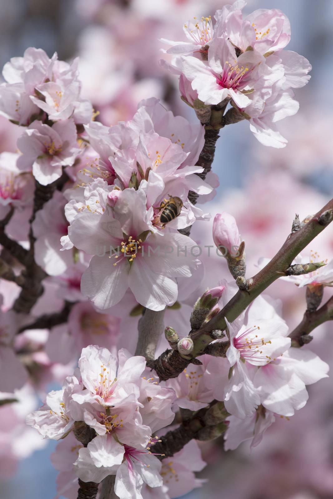 Beautiful almond trees on the countryside, located on the Algarve region, Portugal.