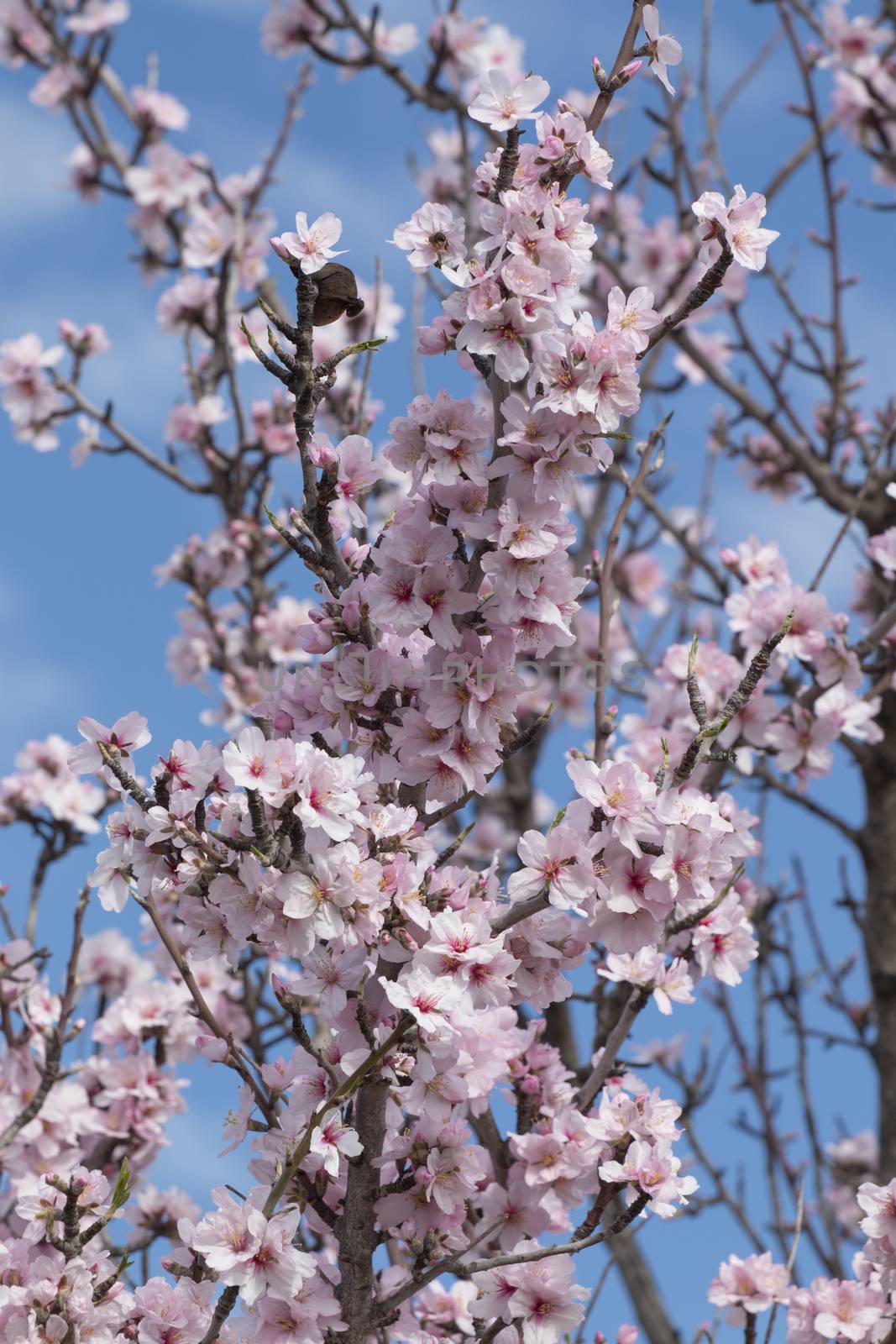 Beautiful almond trees on the countryside, located on the Algarve region, Portugal.