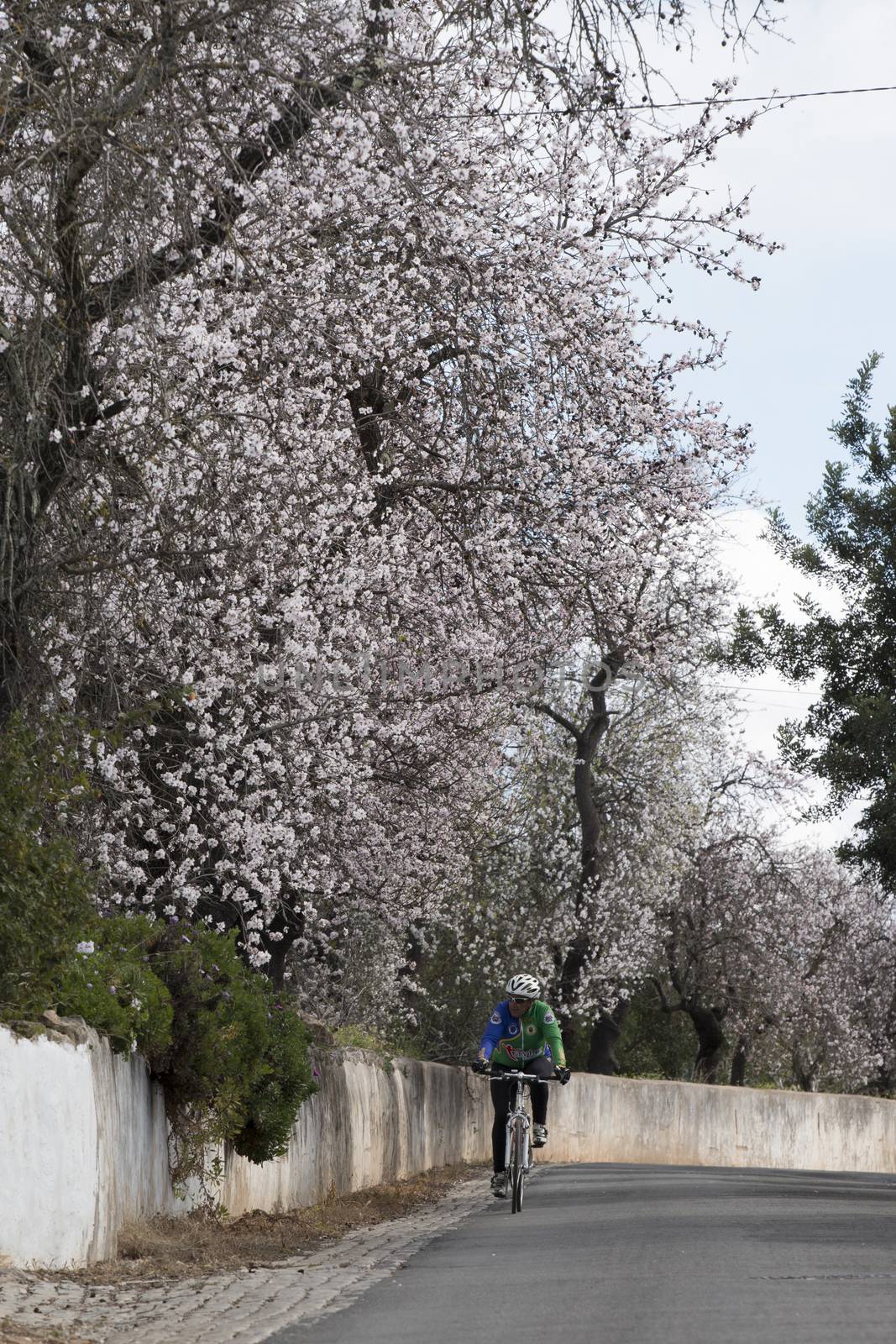 Beautiful almond trees on the on the side of the road, located on the Algarve region, Portugal.