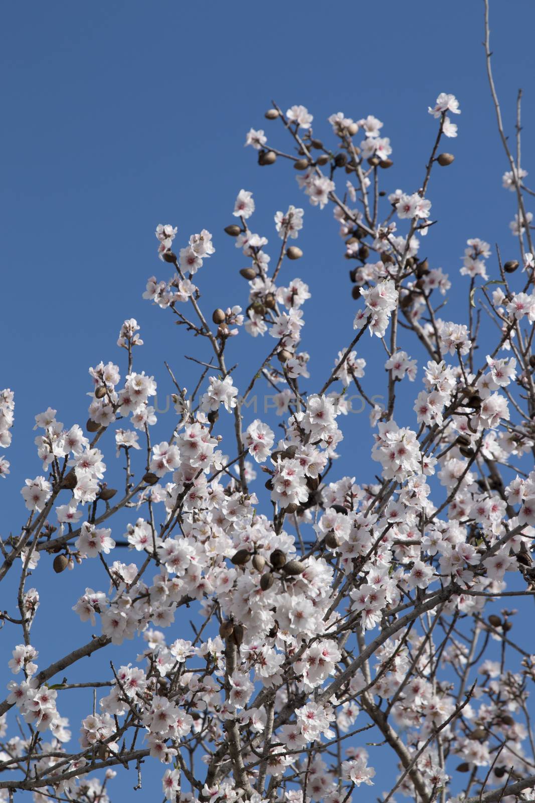 Beautiful almond trees on the countryside, located on the Algarve region, Portugal.