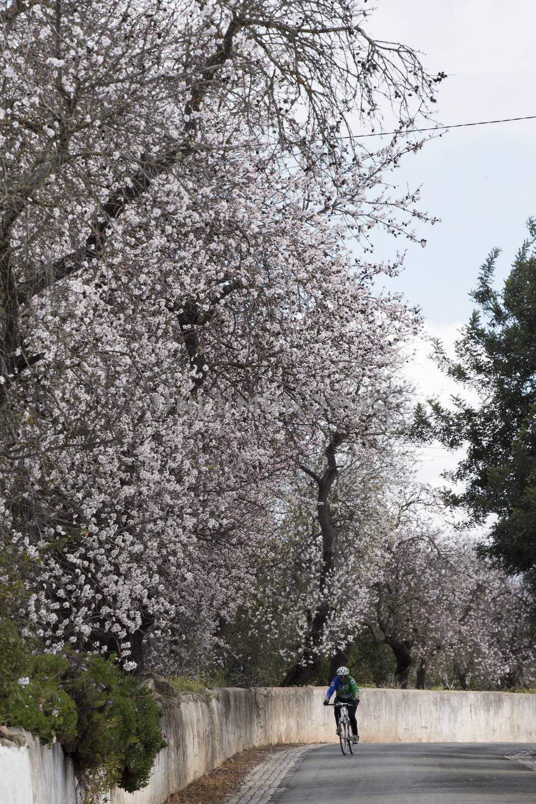 Beautiful almond trees by membio