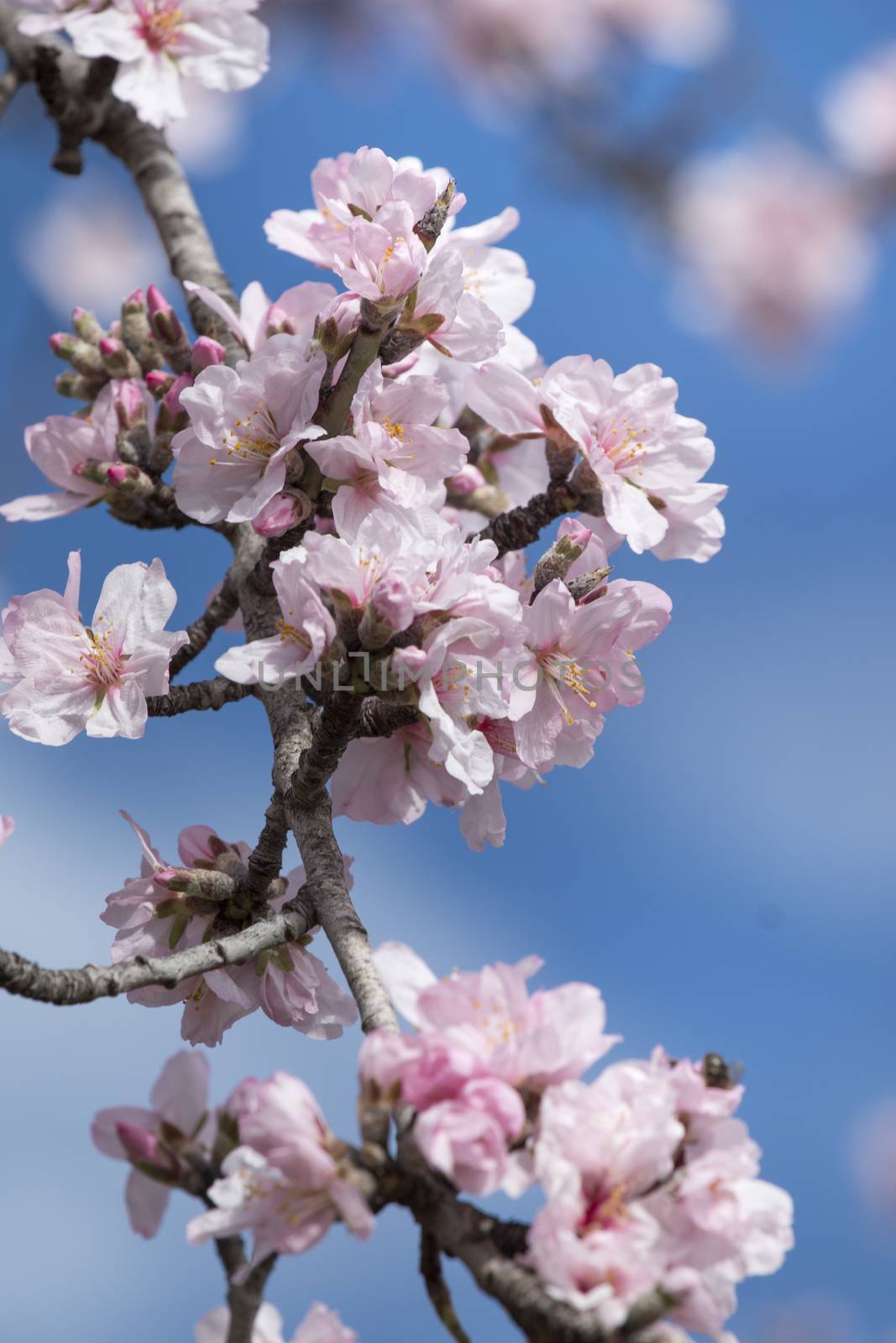 Beautiful almond trees on the countryside, located on the Algarve region, Portugal.