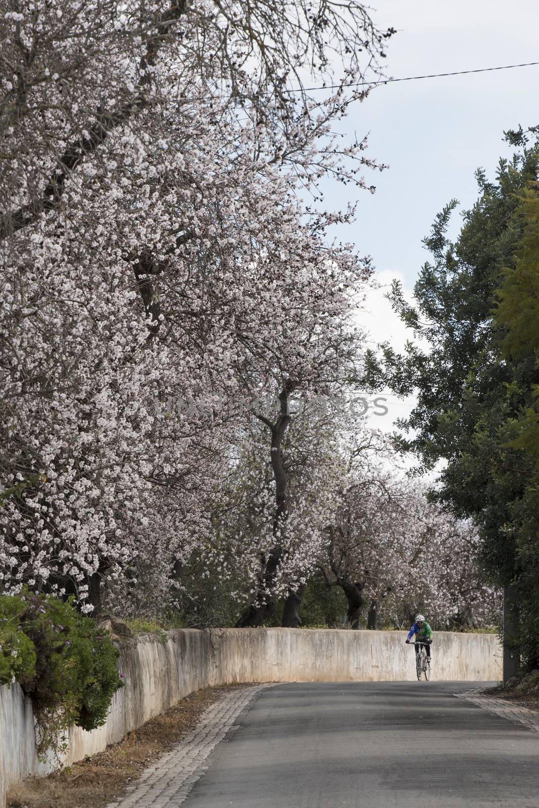 Beautiful almond trees on the on the side of the road, located on the Algarve region, Portugal.