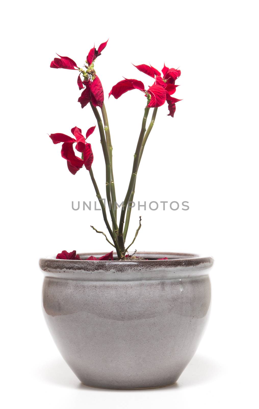 Beautiful poinsettia (Euphorbia pulcherrima) flower isolated on a white background.